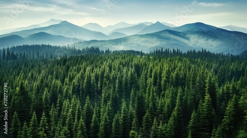 Aerial top view of summer green trees in forest