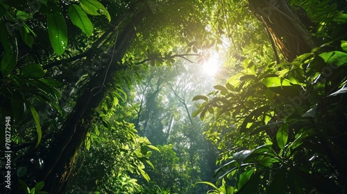Lush rainforest canopy texture with dense green leaves and sunlight filtering through. © Jelena