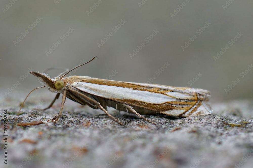 Closeup on the Common European Grass-veneer, Crambus pascuella sitting on wood Closeup on the Common European Grass-veneer, Crambus pascuella sitting on wood