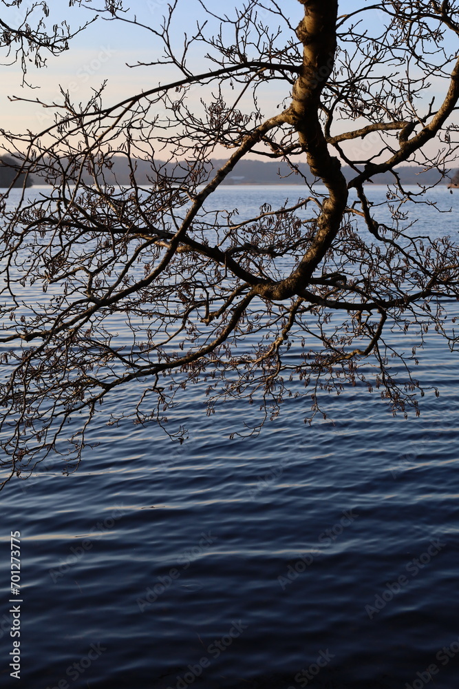 Tree branches over the water Tree branches over the water