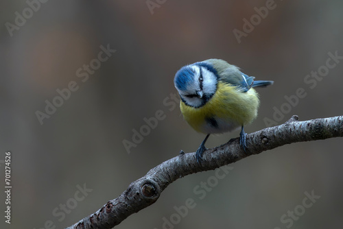 Eurasian Blue Tit (Cyanistes caeruleus) on a branch in a dark forest of Noord Brabant in the Netherlands.         photo