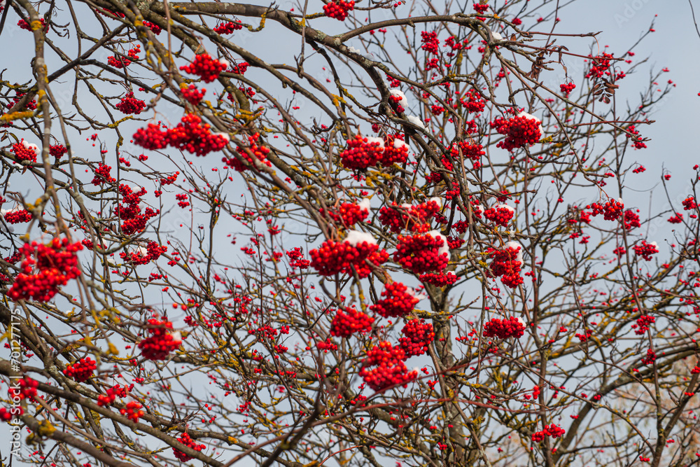 ash berry covered in snow background winter mood photo 4k rowan berries under the snow ash berry covered in snow background winter mood photo 4k rowan berries under the snow