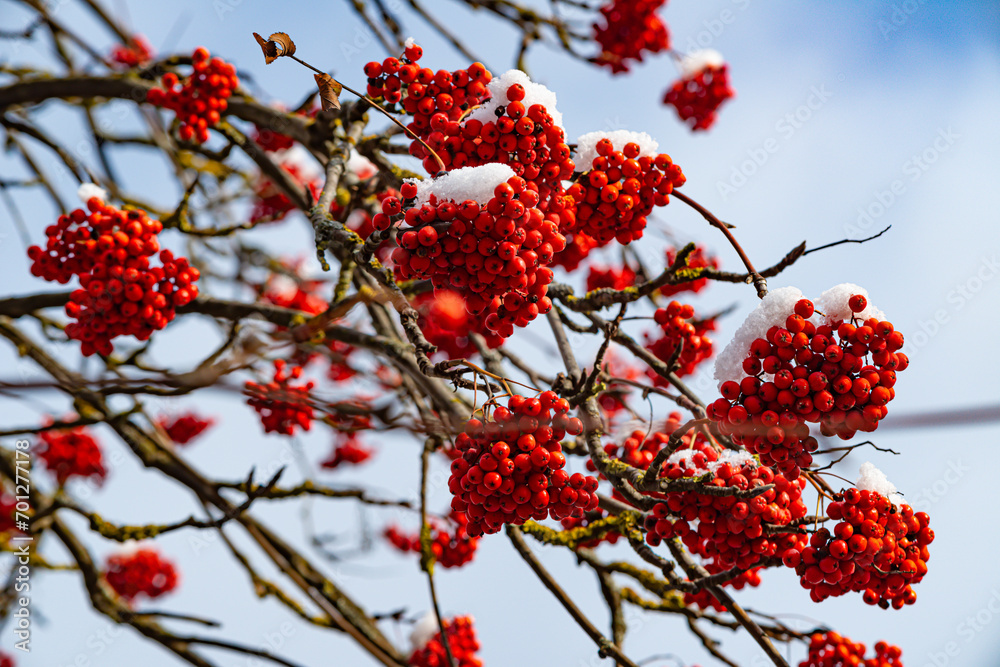 ash berry covered in snow background winter mood photo 4k rowan berries under the snow ash berry covered in snow background winter mood photo 4k rowan berries under the snow