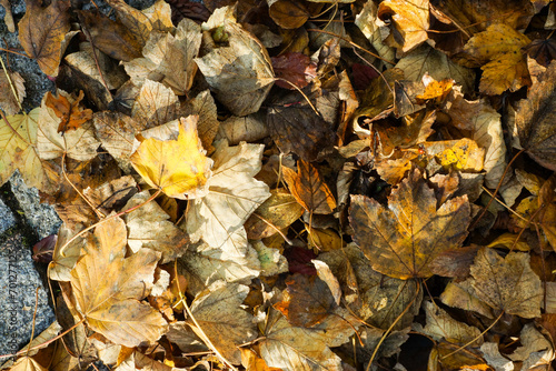 gros plan sur tas de feuilles mortes