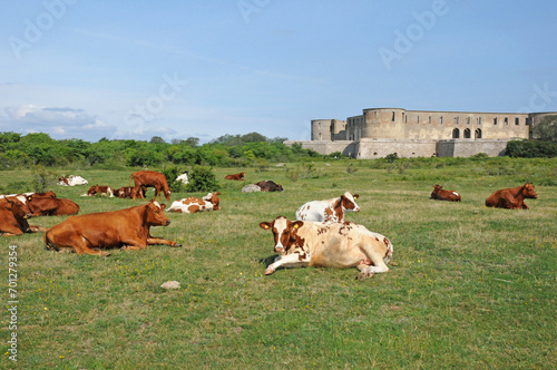 cows herd in a meadow in Sweden photo