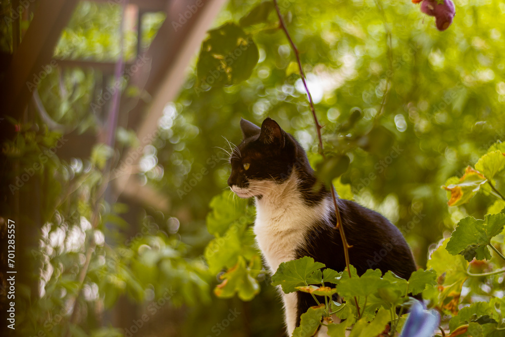 Fototapeta premium Cat in the garden
