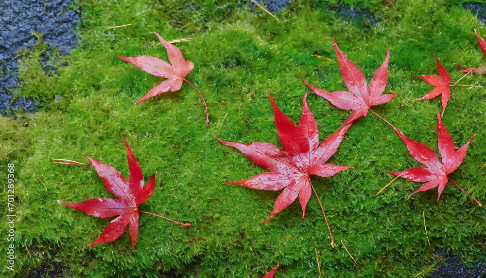red small maple leafs falling on green moss red small maple leafs falling on green moss