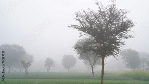 Foggy Winter Morning, Farmers field hidden in the dense fog. Detail of a farm in the morning with misty on the background