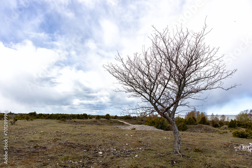 A tree without leaves on a background of small juniper trees with a gravel path