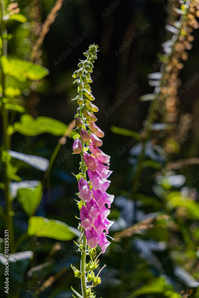 Beautiful purple plant with a lot of tiny flowers with long and thin green stem growing in bushes next to mountain trail Beautiful purple plant with a lot of tiny flowers with long and thin green stem growing in bushes next to mountain trail