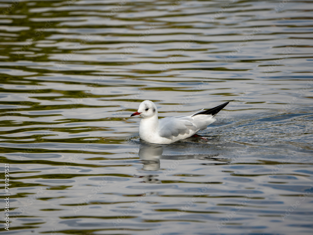 seagull on the water seagull on the water