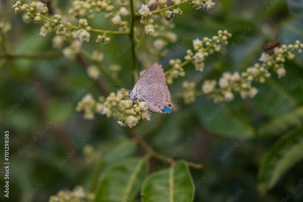 Obraz premium butterfly on a flower