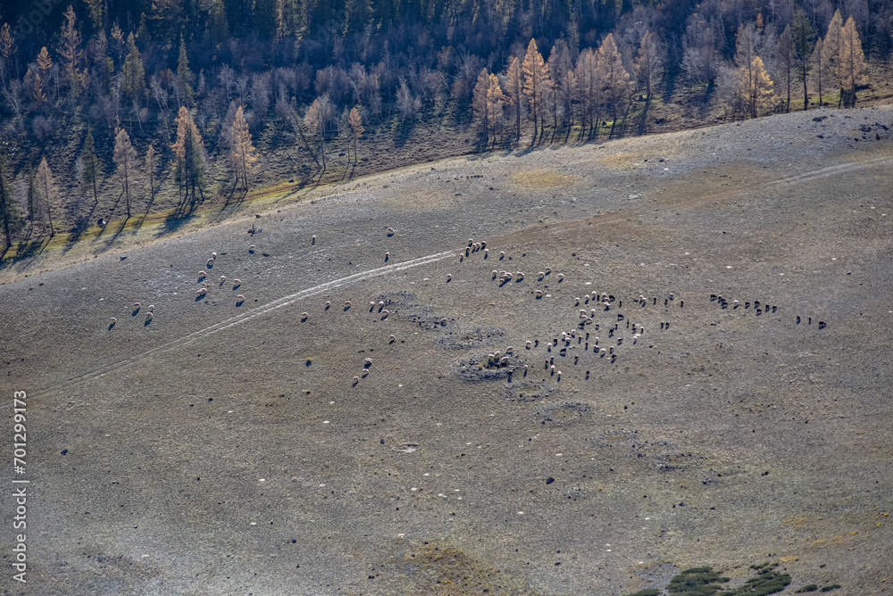 A herd of rams and sheep grazing on a field in autumn. - obrazy, fototapety, plakaty 