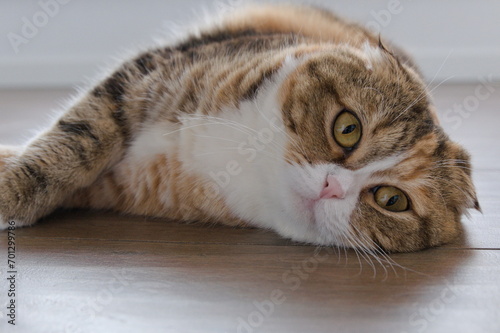 Wallpaper Mural Tabby multicolor scottish fold years cat relaxed Torontodigital.ca