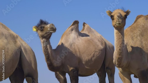 Domestic camels in the desert of Kazakhstan