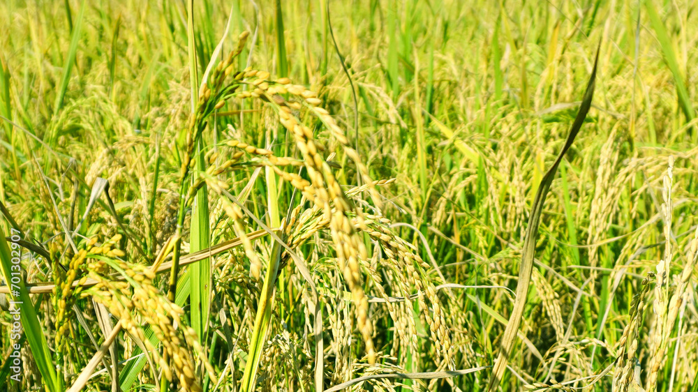 The green and yellow ears of Rice grains before harvest rice fields in Bangladesh. The green and yellow ears of Rice grains before harvest rice fields in Bangladesh.