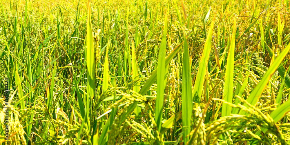 Obraz premium The green and yellow ears of Rice grains before harvest rice fields in Bangladesh.