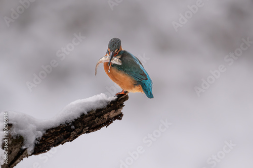 Eisvogel, 
bird, natur, wild lebende tiere, tier, ast, wild, 