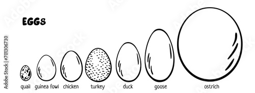 Eggs set. Chicken, quail, duck, turkey, goose, duck, ostrich. Different egg sizes collection. Bird eggs. Vector design element for book illustration, poster, package design. Spotted, solid eggs
