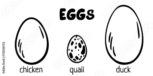 Eggs set. Chicken, quail, duck eggs. Different egg sizes collection. Bird, snake, turtle, dinosaur eggs. Vector design element for book illustration, poster, package design. Spotted, solid eggs