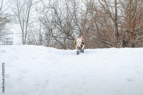 White mini bull terrier in boots running in the snow