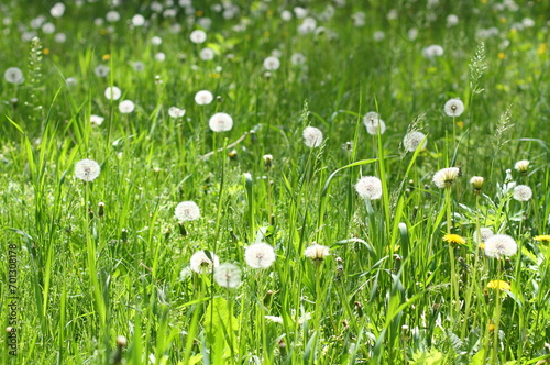 Glade with dandelions