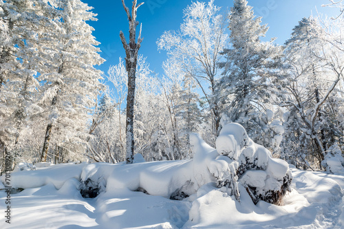 Lao Rik soft rime and snow landscape, northwest of Zhenbong Mountain, at the junction of Helong city and Antu County, Yanbian Korean Autonomous Prefecture, Jilin Province, China photo