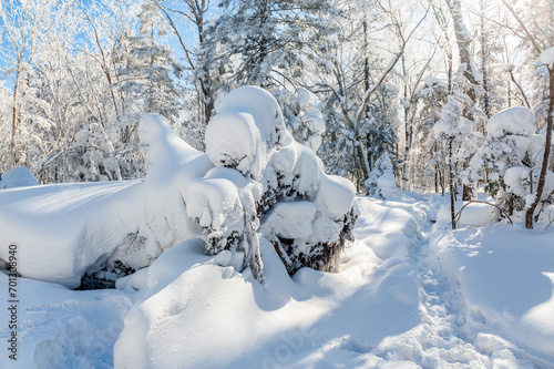 Lao Rik soft rime and snow landscape, northwest of Zhenbong Mountain, at the junction of Helong city and Antu County, Yanbian Korean Autonomous Prefecture, Jilin Province, China photo