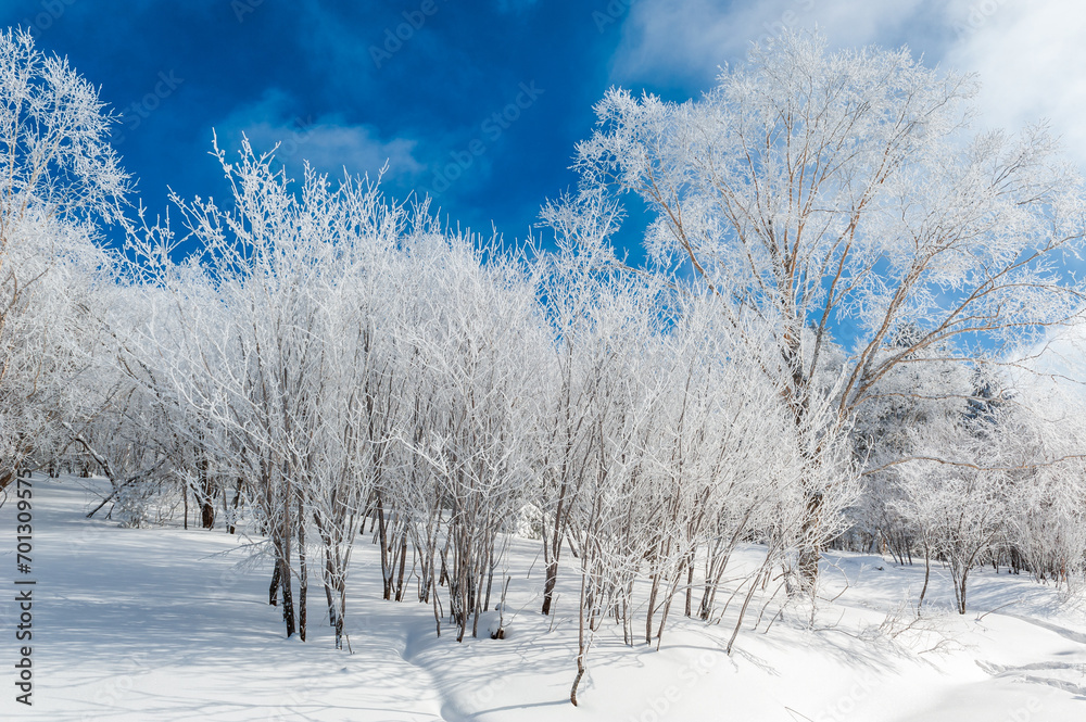 Obraz premium Lao Rik soft rime landscape, northwest of Zhenbong Mountain, at the junction of Helong city and Antu County, Yanbian Korean Autonomous Prefecture, Jilin Province, China