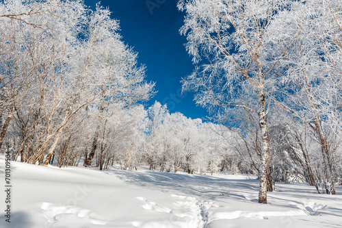 Lao Rik soft rime landscape, northwest of Zhenbong Mountain, at the junction of Helong city and Antu County, Yanbian Korean Autonomous Prefecture, Jilin Province, China photo