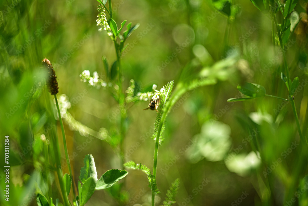 A bee collects nectar from clover. Close-up. A bee collects nectar from clover. Close-up.