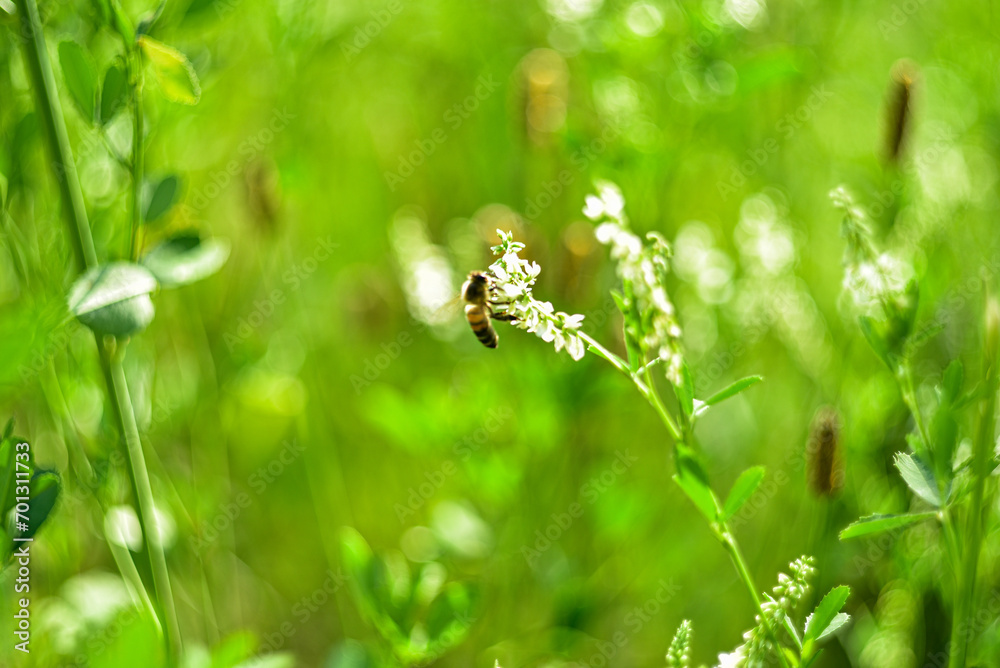 Obraz premium A bee collects nectar from clover. Close-up.