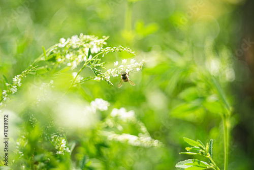A bee collects nectar from clover. Close-up. © Renovacio