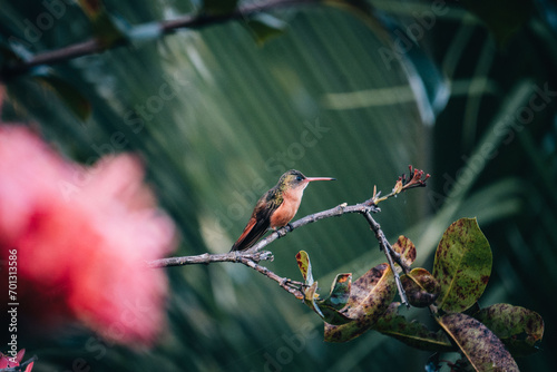 hummingbird sitting on a banch photo