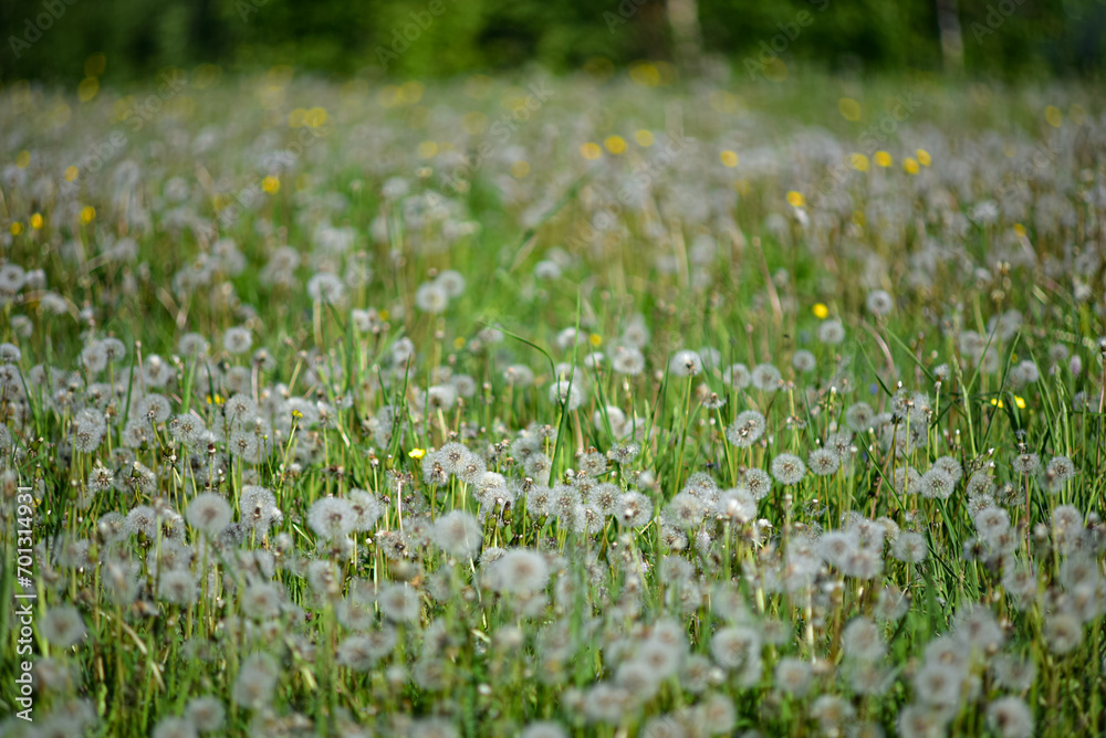Taraxacum officinale. Many dandelions in the field.