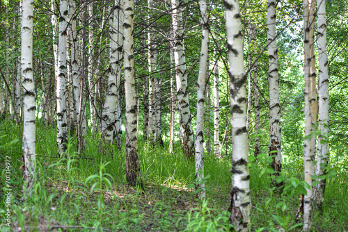 Birch trees in the forest  early summer morning.