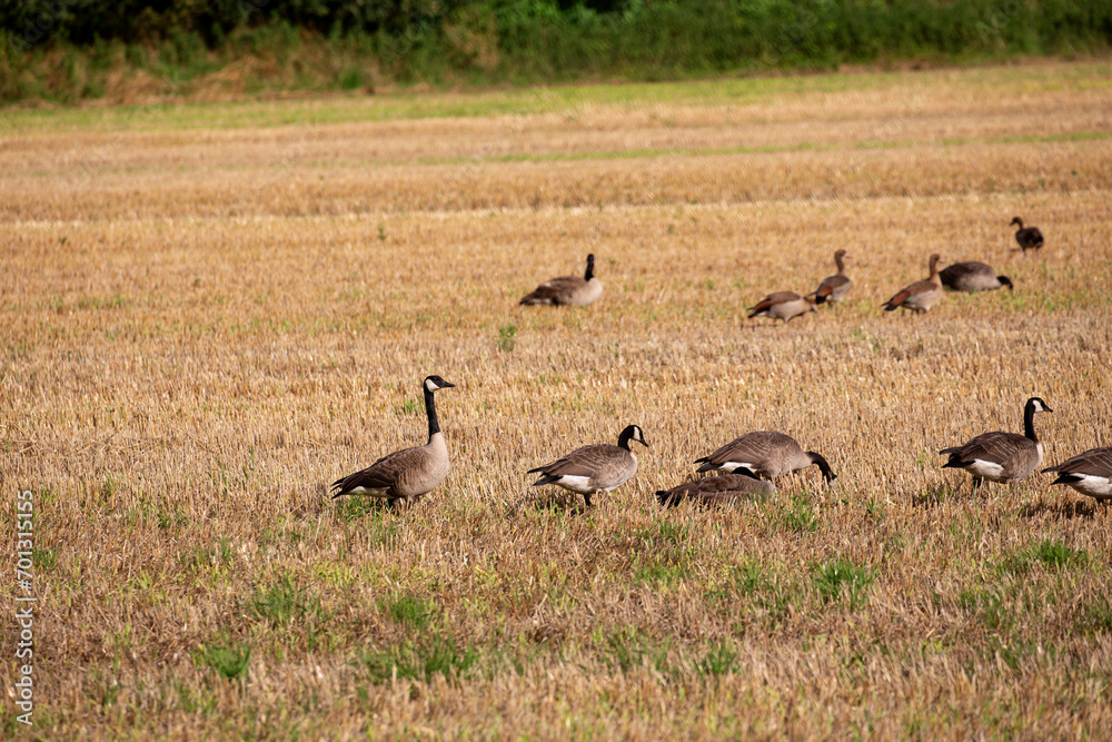 Wildgänse und Wildenten auf einem Acker in der Samtgemeinde Lathen, Landkreis Emsland, Niedersachsen Deutschland, auf Nahrungssuche im Juli 2023 Wildgänse und Wildenten auf einem Acker in der Samtgemeinde Lathen, Landkreis Emsland, Niedersachsen Deutschland, auf Nahrungssuche im Juli 2023