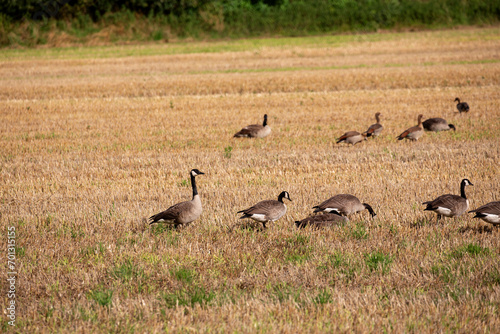 Wildg  nse und Wildenten auf einem Acker in der Samtgemeinde Lathen  Landkreis Emsland  Niedersachsen Deutschland  auf Nahrungssuche im Juli 2023