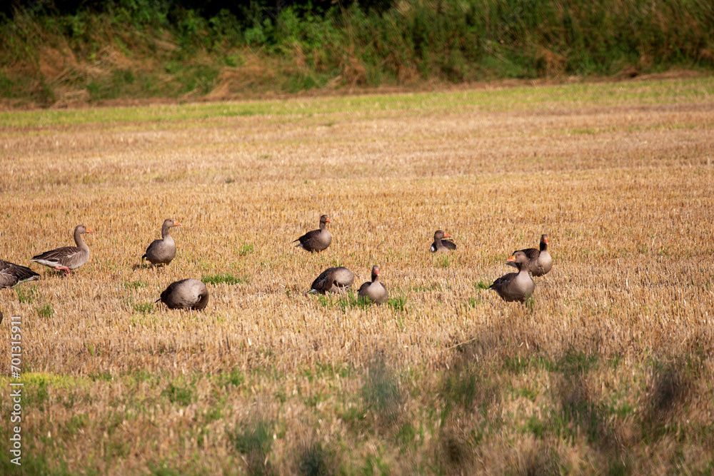 Wildgänse und Wildenten auf einem Acker in der Samtgemeinde Lathen, Landkreis Emsland, Niedersachsen Deutschland, auf Nahrungssuche im Juli 2023 Wildgänse und Wildenten auf einem Acker in der Samtgemeinde Lathen, Landkreis Emsland, Niedersachsen Deutschland, auf Nahrungssuche im Juli 2023