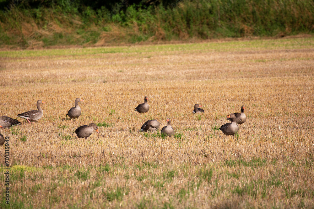 Wildgänse und Wildenten auf einem Acker in der Samtgemeinde Lathen, Landkreis Emsland, Niedersachsen Deutschland, auf Nahrungssuche im Juli 2023 Wildgänse und Wildenten auf einem Acker in der Samtgemeinde Lathen, Landkreis Emsland, Niedersachsen Deutschland, auf Nahrungssuche im Juli 2023