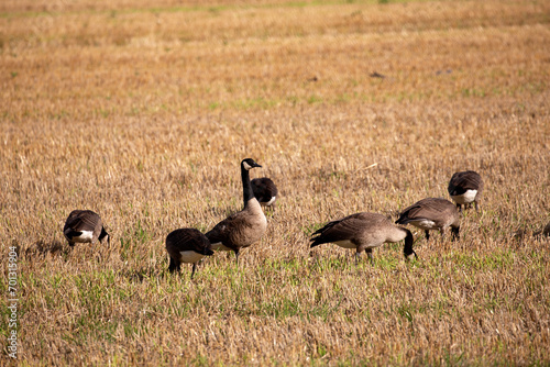 Wildgänse und Wildenten auf einem Acker in der Samtgemeinde Lathen, Landkreis Emsland, Niedersachsen Deutschland, auf Nahrungssuche im Juli 2023