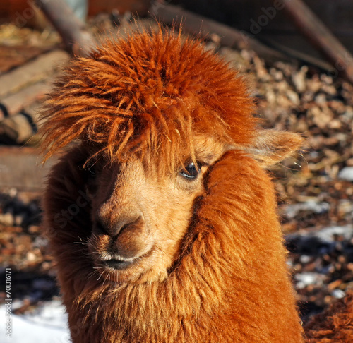Alpaca is an animal from the camel family.She has valuable wool - waterproof and warmer than sheep's wool. photo