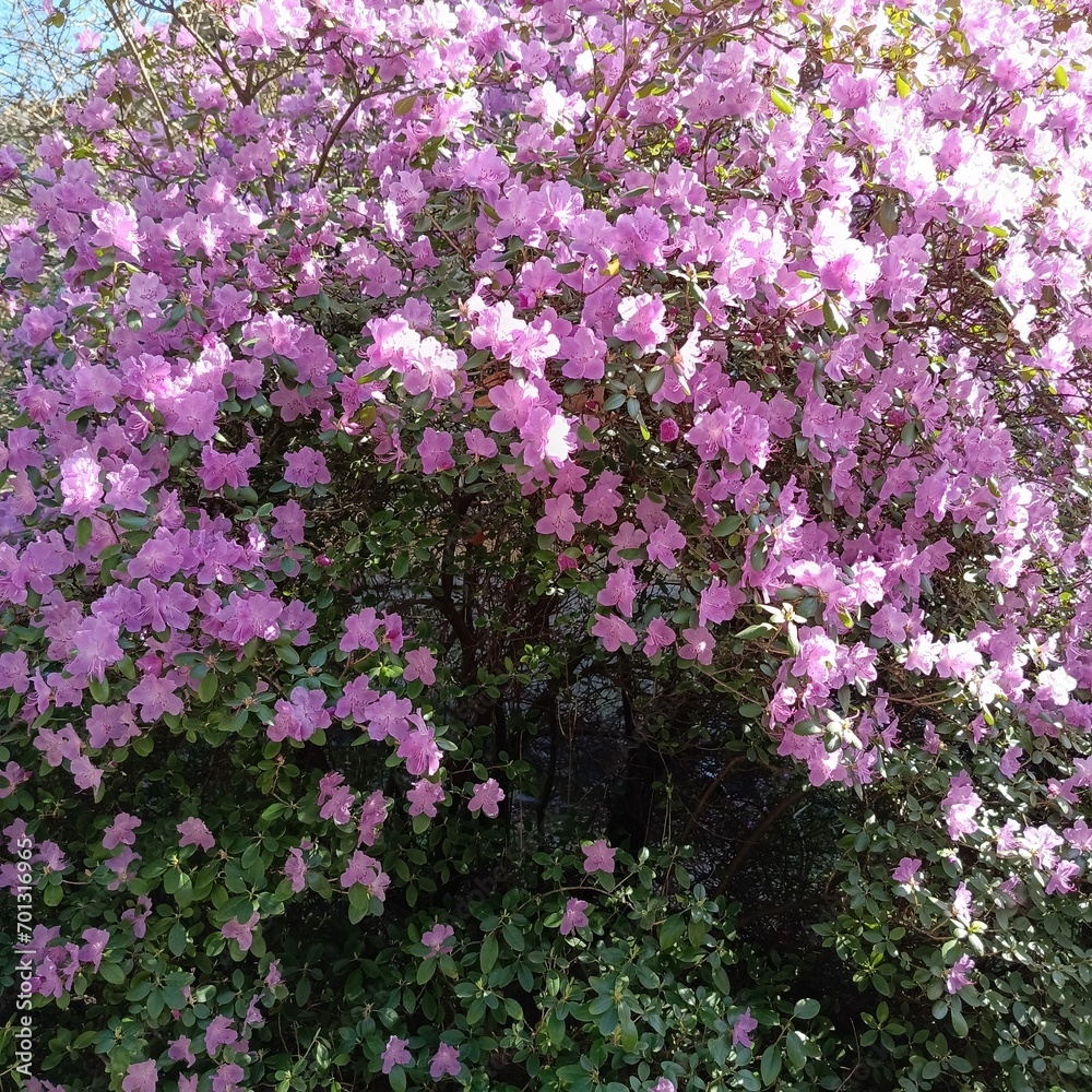 Early-blooming spring plants. Huge pink Rhododendron dauricum bushes in the garden. Floral wallpaper.