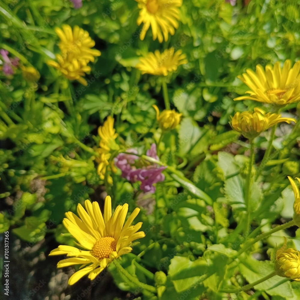 Non-double daisies. Yellow blooming Doronicum orientale Little Leo. Floral wallpaper. first spring flowers. Non-double daisies. Yellow blooming Doronicum orientale Little Leo. Floral wallpaper. first spring flowers.