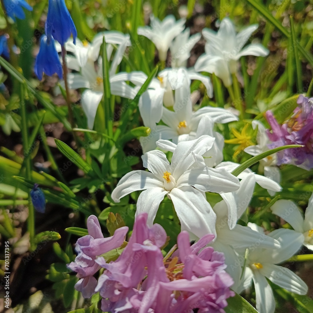 A flower bed with first spring flowers. White blooming Scilla luciliae and other bulbous plants in the garden on a sunny spring day. Nature wallpaper. A flower bed with first spring flowers. White blooming Scilla luciliae and other bulbous plants in the garden on a sunny spring day. Nature wallpaper.