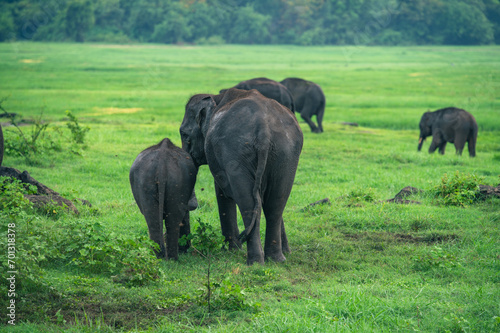 Asian Elephant Herd in Kaudulla National Park 