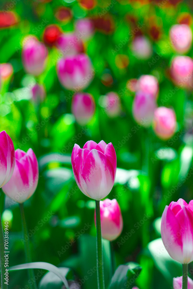 Pink tulips in the garden. Spring background. Selective focus.