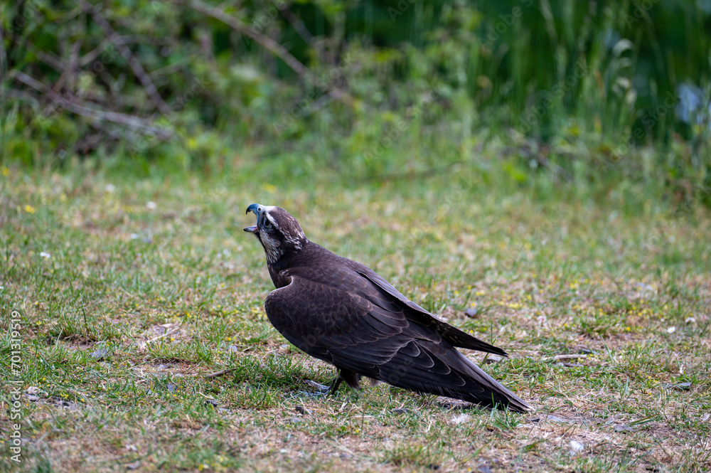 Fototapeta premium A bird of prey in a meadow