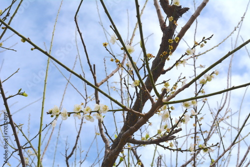 Beauty in the Garden of Oz Prunus matuurai Sasak