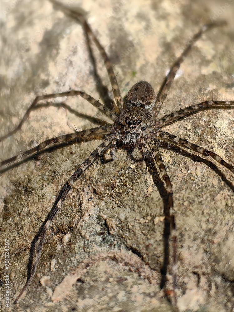 Araña de ocho patas sobre una piedra
Araña de ocho patas sobre una piedra